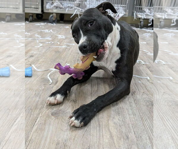 Medium Photo #20 Mutt Puppy For Sale in Murfreesboro, NC, USA