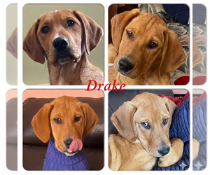 Labrador Retriever-Unknown Mix Dogs for adoption in Warrington, PA, USA