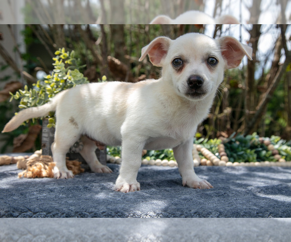 Medium Photo #1 Chihuahua Puppy For Sale in SALEM, IN, USA