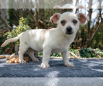 Puppy Banjo Chihuahua