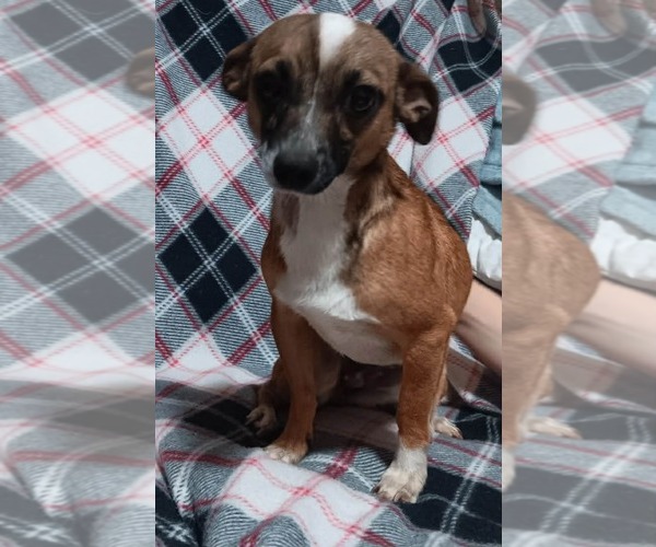 Medium Photo #1 Chiweenie Puppy For Sale in Minneapolis, MN, USA