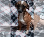 Small Chiweenie