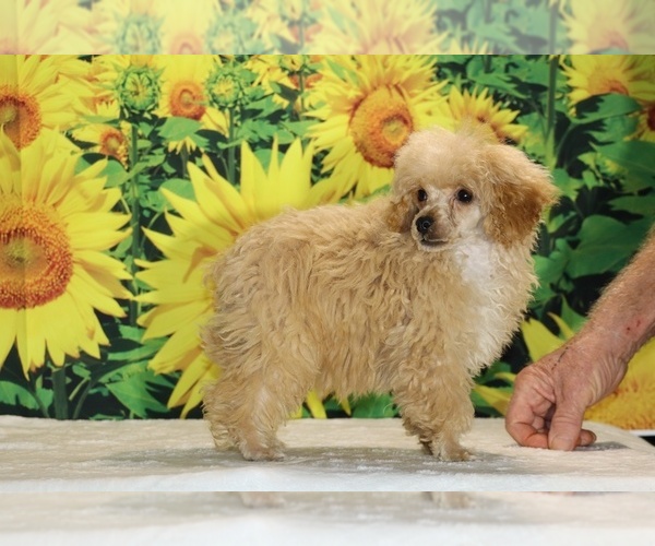 Medium Photo #26 Poodle (Toy) Puppy For Sale in DYERSBURG, TN, USA