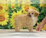 Pretzel - Male Poodle (Toy) Puppy for Sale - Photo #26