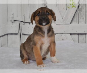 Catahoula Leopard Dog-Unknown Mix Dogs for adoption in Oroville, CA, USA