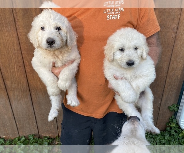 Medium Photo #2 Pyredoodle Puppy For Sale in DOVER, MO, USA