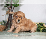 Small #2 Maltipoo (Toy)