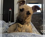 Small #2 Greyhound Mix