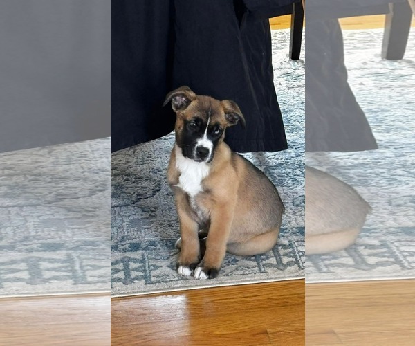 Medium Photo #2 Boxer-Unknown Mix Puppy For Sale in pomfret, CT, USA