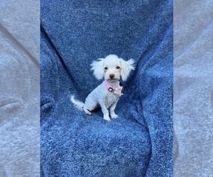 Cavapoo Puppy for sale in JEFFERSONVILLE, IN, USA