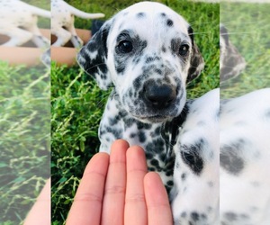 Dalmatian Puppy for sale in SAN MARCOS, CA, USA