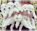 Small Photo #1 Samoyed Puppy For Sale in BROOMFIELD, CO, USA
