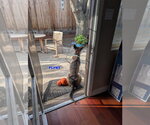 Small Photo #4 Holland Shepherd-Unknown Mix Puppy For Sale in Woodland Hills, CA, USA