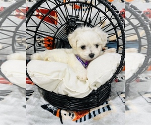 Maltipoo Puppy for sale in VALLEY CENTER, CA, USA