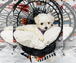 Small Photo #1 Maltipoo Puppy For Sale in VALLEY CENTER, CA, USA