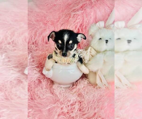Medium Photo #15 Chihuahua Puppy For Sale in ORLANDO, FL, USA