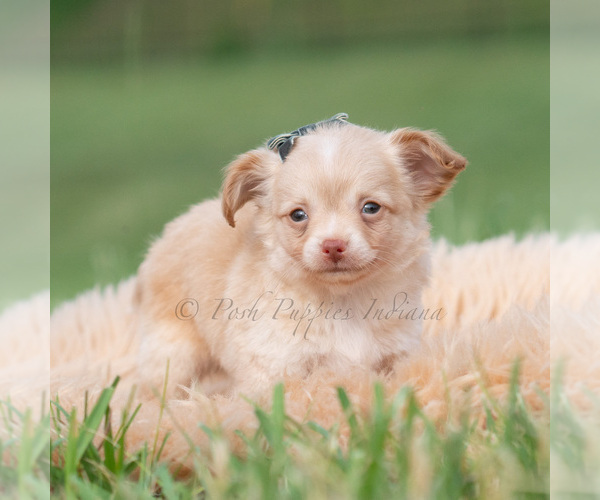 Medium Photo #21 Chihuahua Puppy For Sale in WARSAW, IN, USA