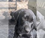 Small Photo #4 Labrador Retriever Puppy For Sale in SAINT AUGUSTINE, FL, USA