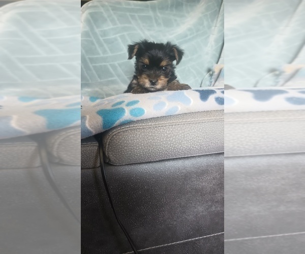 Medium Photo #1 Yorkshire Terrier Puppy For Sale in BENSON, NC, USA