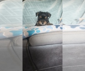 Medium Yorkshire Terrier