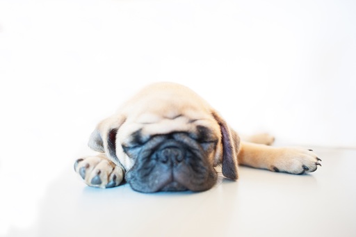 Medium Photo #1 Pug Puppy For Sale in IRVINE, CA, USA