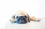 Small Photo #1 Pug Puppy For Sale in IRVINE, CA, USA