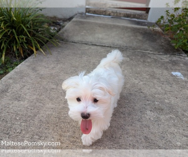 Medium Photo #6 Maltese Puppy For Sale in OCALA, FL, USA