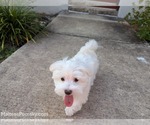 Small #5 Maltese