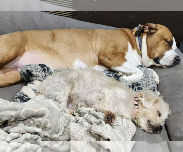 Medium Photo #4 Maltese-Unknown Mix Puppy For Sale in Sykesville, MD, USA