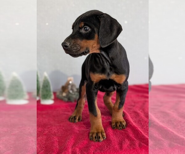 Medium Photo #41 Doberman Pinscher Puppy For Sale in GOSHEN, IN, USA