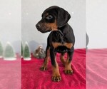 Small #5 Doberman Pinscher