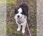 Small Photo #1 Great Bernese Puppy For Sale in SPRING CITY, TN, USA