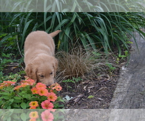 Medium Golden Retriever