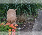 Puppy Rena Golden Retriever