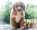 Small #2 Cavapoo (Miniature)