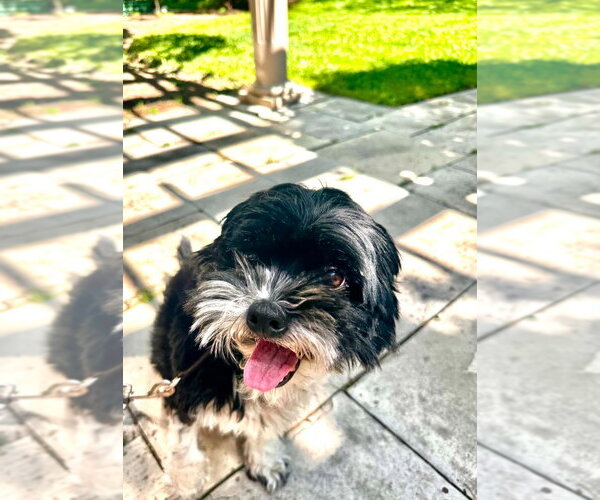 Medium Photo #5 Shih Tzu Puppy For Sale in Brights Grove, Ontario, Canada