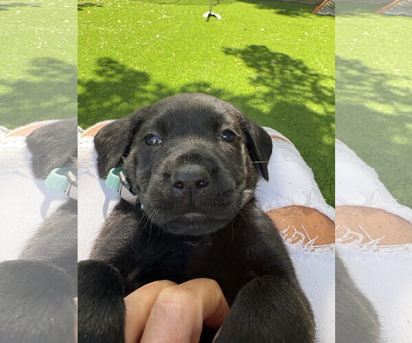 Medium Photo #2 Labrador Retriever-Unknown Mix Puppy For Sale in Bellevue, WA, USA