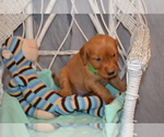 Puppy 4 Golden Retriever