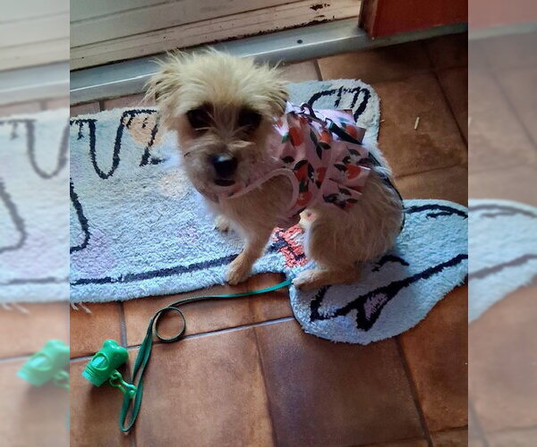 Medium Photo #4 Norfolk Terrier-Unknown Mix Puppy For Sale in Mesa, AZ, USA