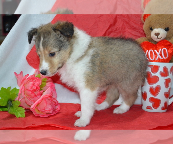 Medium Photo #2 Shetland Sheepdog Puppy For Sale in GREENWOOD, WI, USA