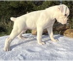 Small #9 Boxer