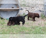 Small Photo #2 Labrador Retriever Puppy For Sale in PAYETTE, ID, USA