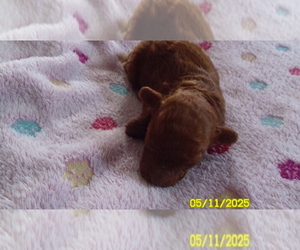 Poodle (Toy) Puppy for sale in DULUTH, GA, USA