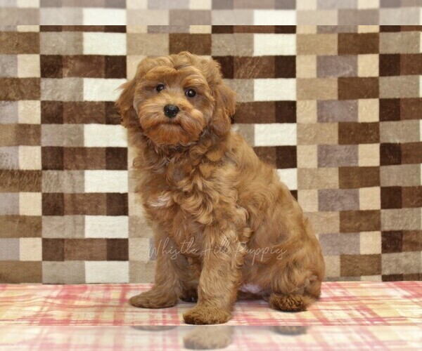 Medium Photo #5 Cavapoo (Miniature) Puppy For Sale in DENVER, PA, USA