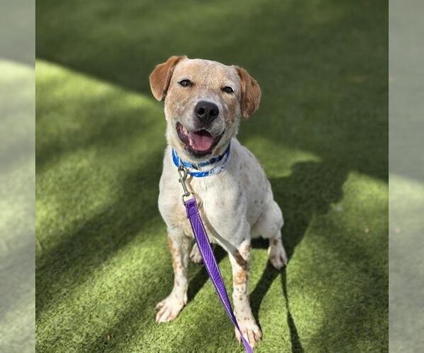 Medium Photo #1 Mutt Puppy For Sale in Las Vegas, NV, USA
