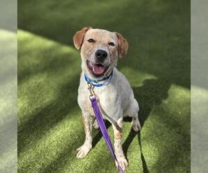 Mutt Dogs for adoption in Las Vegas, NV, USA