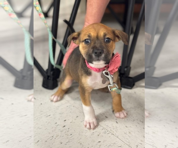 Medium Photo #1 American Staffordshire Terrier-Unknown Mix Puppy For Sale in Holly Springs, NC, USA