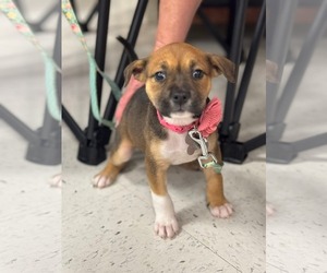 American Staffordshire Terrier-Unknown Mix Dogs for adoption in Holly Springs, NC, USA