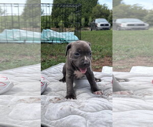 American Staffordshire Terrier-Unknown Mix Dogs for adoption in Holly Springs, NC, USA