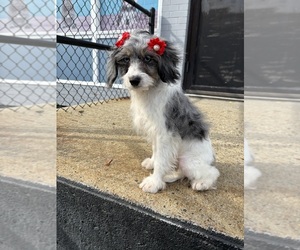 Cavapoo (Miniature) Puppy for sale in RANDOLPH, MA, USA